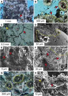 Botryoidal and Spherulitic Aragonite in Carbonates Associated with Microbial Mats: Precipitation or Diagenetic Replacement Product?